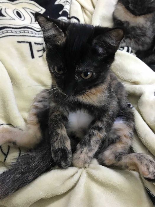 Отдам котят в хорошие руки