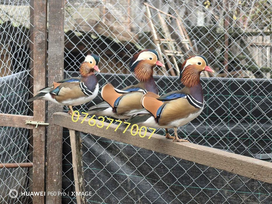 Ratoi mandarin standard