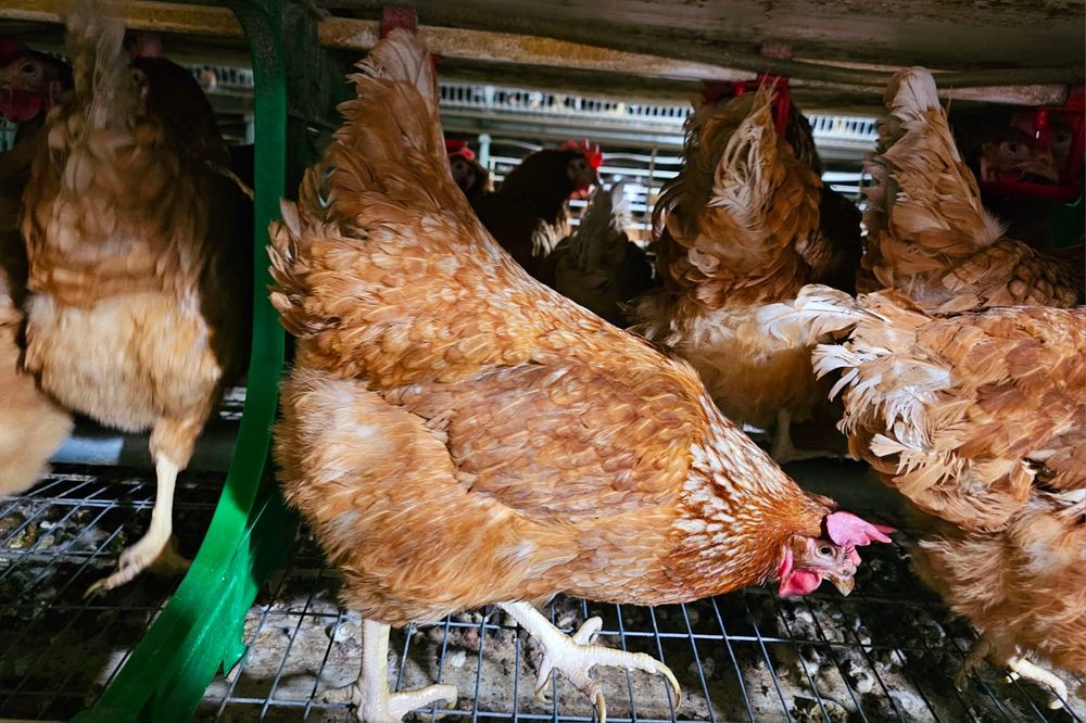 Găini roșii tinere