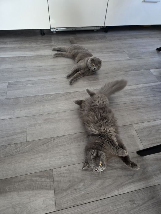 Британски котенца
