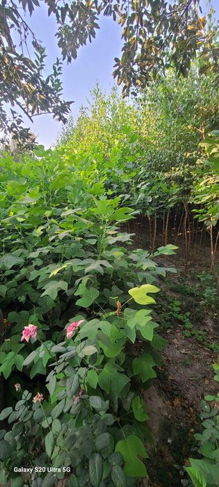 Берёза кучатлари сотилади