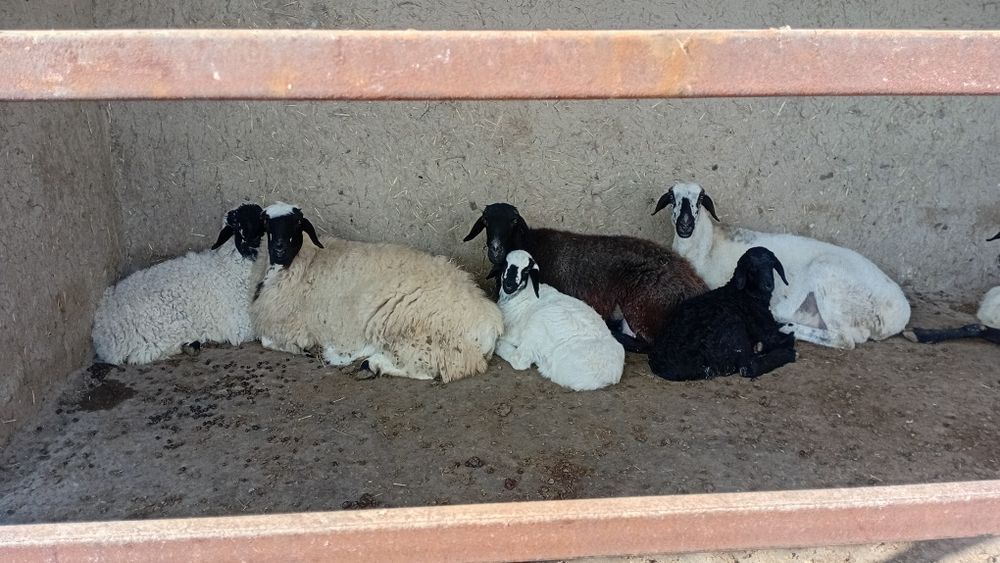 Ona bola quylar sotiladi