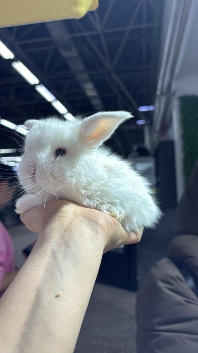 Кролики карликовые