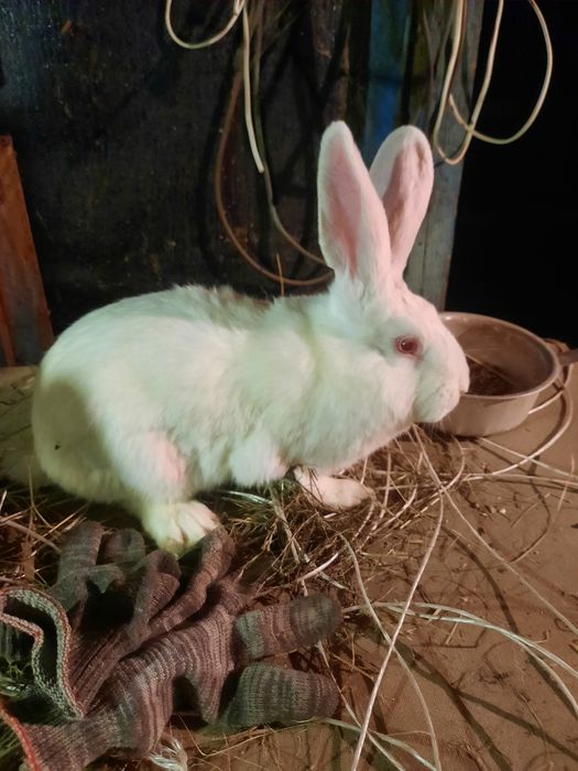 Кролики на племя