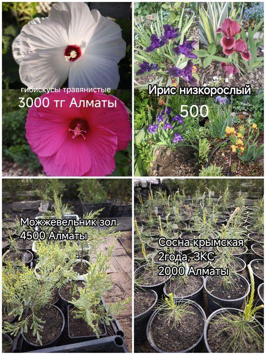 Цветы, кустарники и хвойные