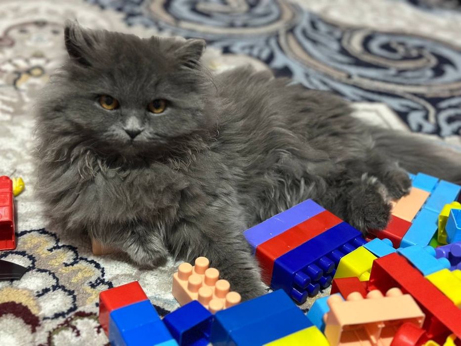 Britanskiy shinshilla va Britanskiy skottish strayt
31-mayda tug’ilgan