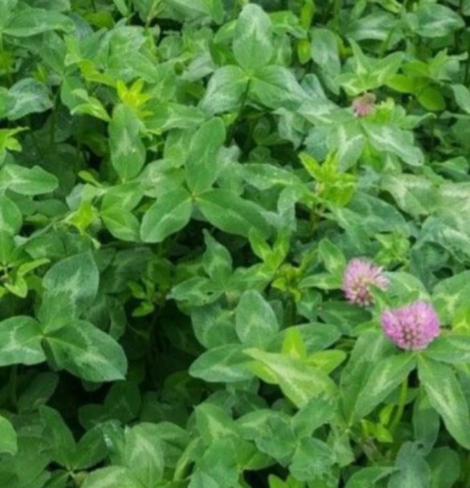 Sămânță Lucerna Certificata, Trifoi, Bromus, Sorg, Sudan, Iarba,iarba