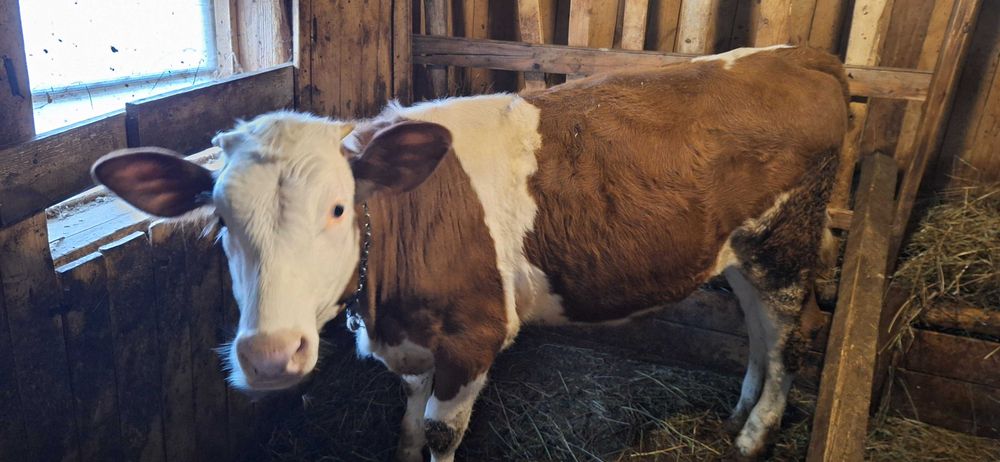 Vând vițică Bălțată Românească, 7 luni