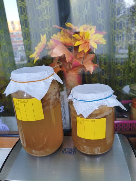 Ciuperca kombucha - Scoby starter de casa - bautura probiotica