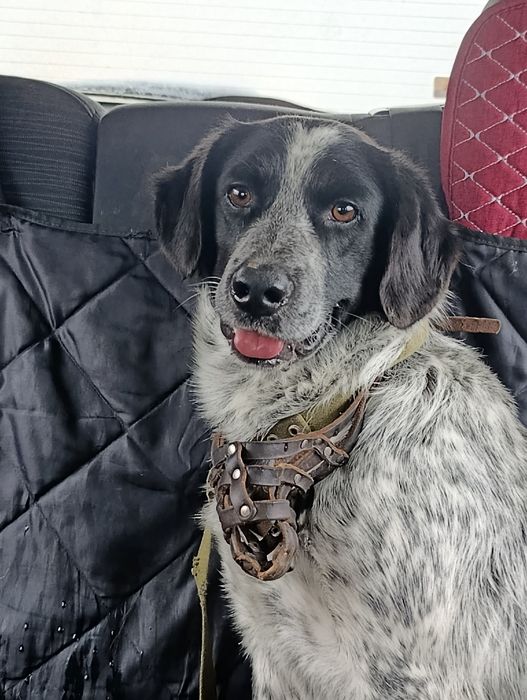 Собака в добрые руки, мальчик