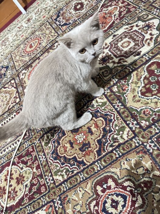 Scottish strayt seriy rang