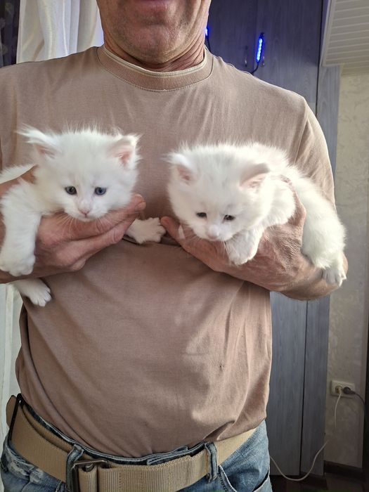 Мейн-кун маленькие котята