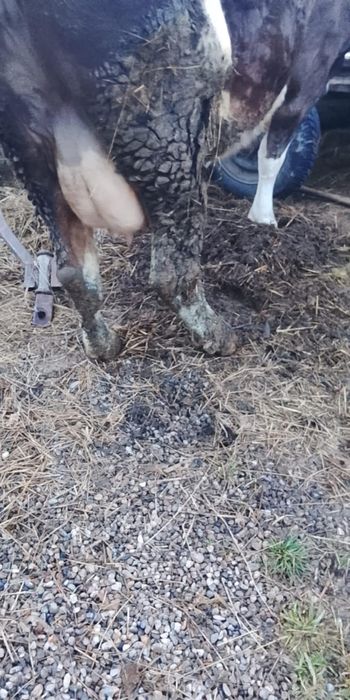 Vacă cu vițel sau separat