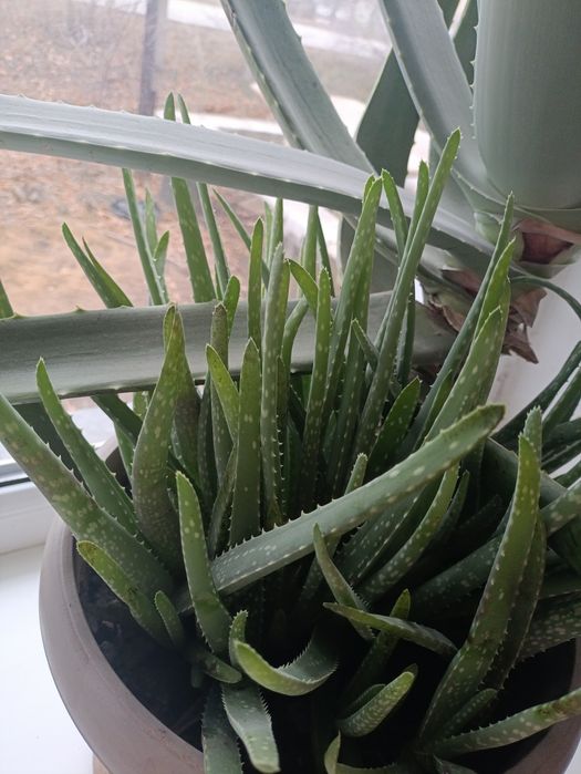 Алое Вера лечебный