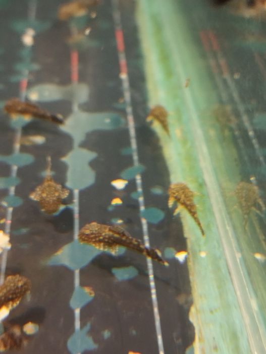 Сомики анцитрус для аквариума