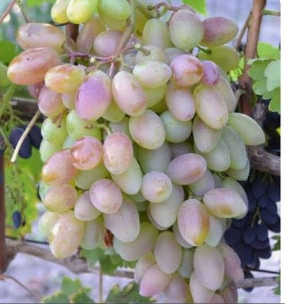 Продам саженцы винограда