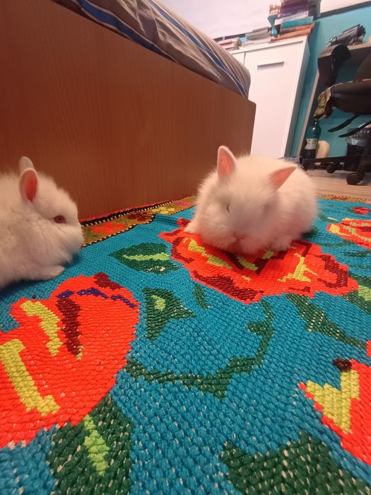 Iepurasi Cap de Leu, ochi rosii