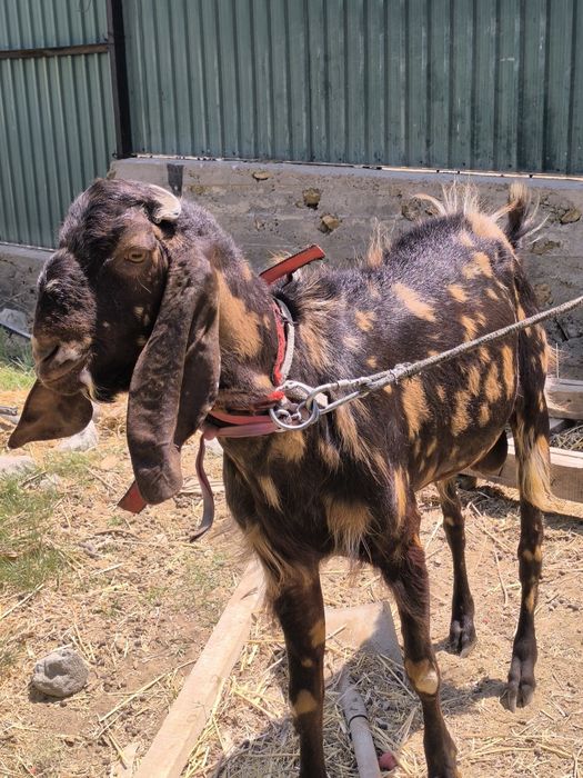 Битал теке козел