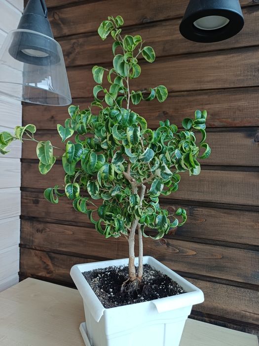 Фикус Бенжамин Барок (кудрявый)