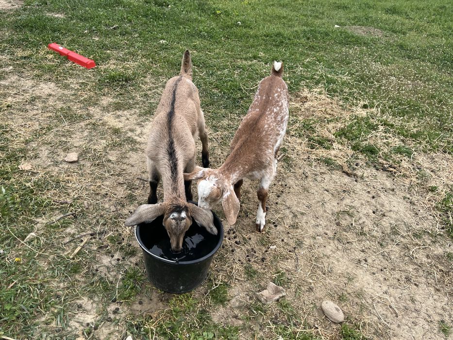 tapi metis cu varsta de doua luni