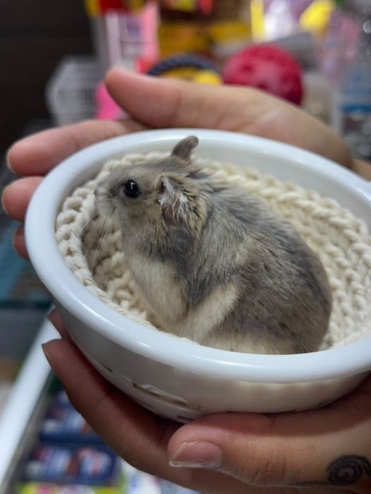 Джунгарские хомяки