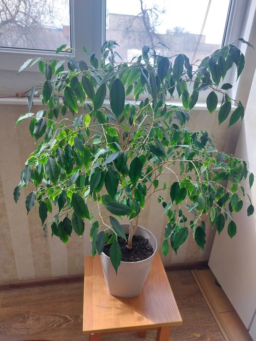 Комнатные  цветы