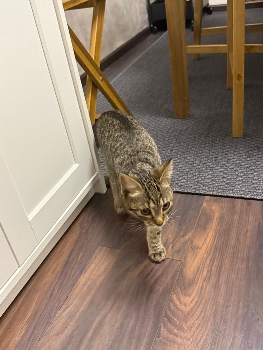 Donez pisica cuminte și frumoasa