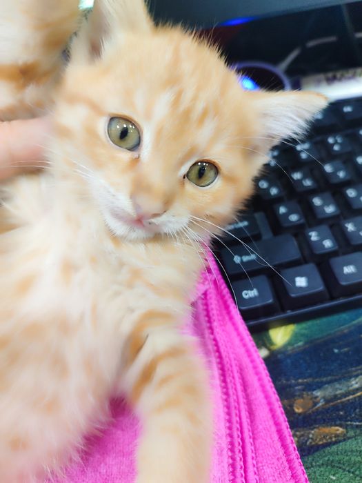 В добрые руки котёнок, мальчик полтора месяца от роду.Кушает.Ходит на