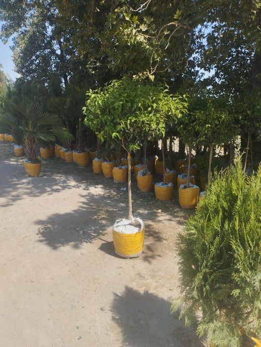 Газон ланшаф ишлари килмиз гарантийаси бор Самарканд