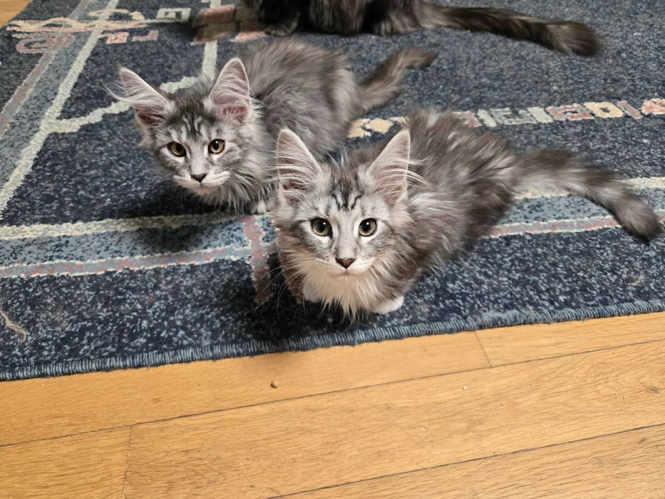 Котенца Мейн Куун