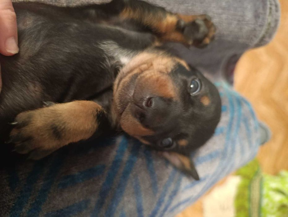 Продаю щенков таксы