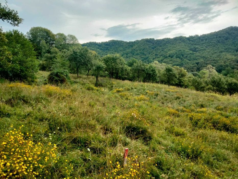 Vand teren extravilan - Comanca (Băile Olanesti - jud. Valcea)