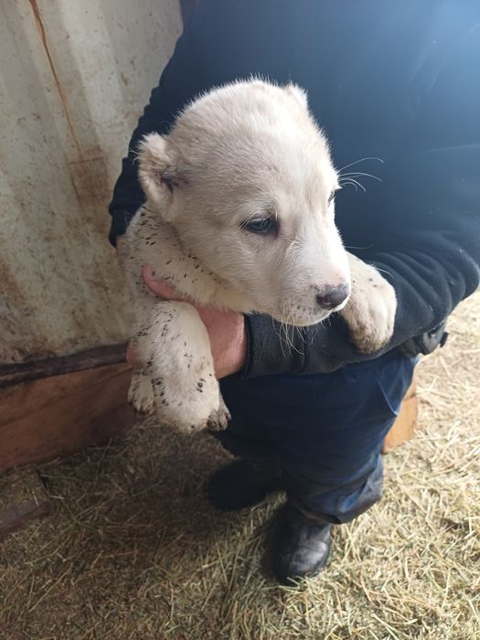 Продам щенят алабай