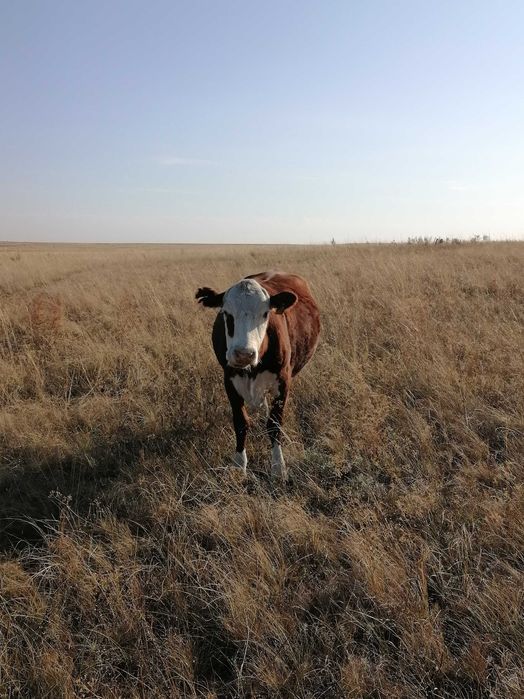 Продам коров , возраст 5 и 4. ГодА