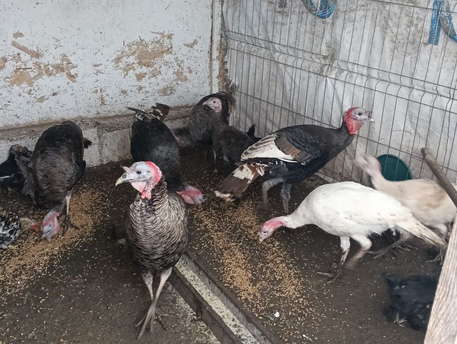 Vând curci de țară