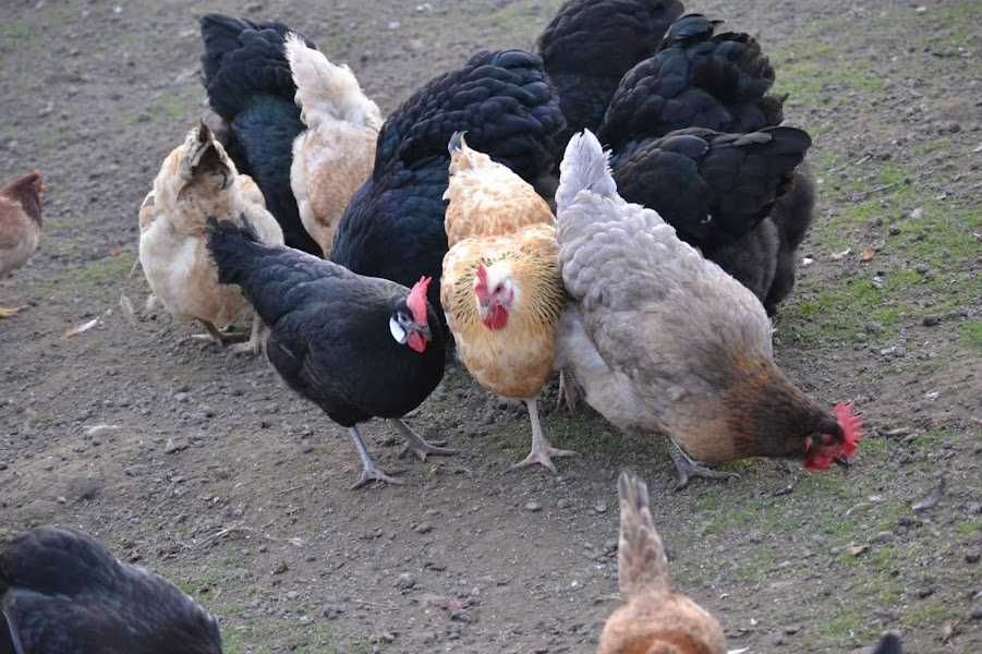 Продавам оплодени яйца за инкубация