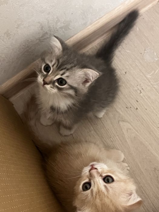 Вислоухие котята шотландцы