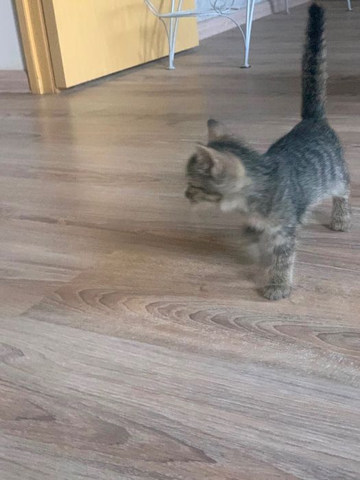 Котенок в добрые руки