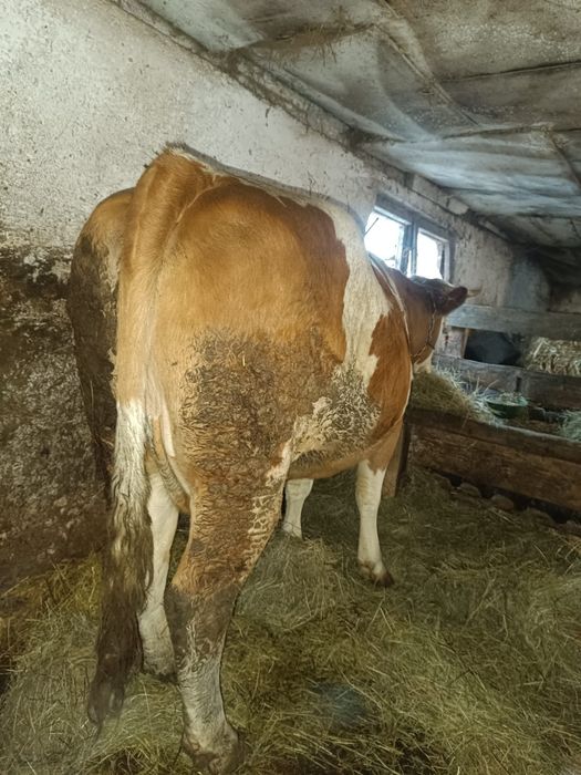 Vand jurinca la a 2fatare gestanta