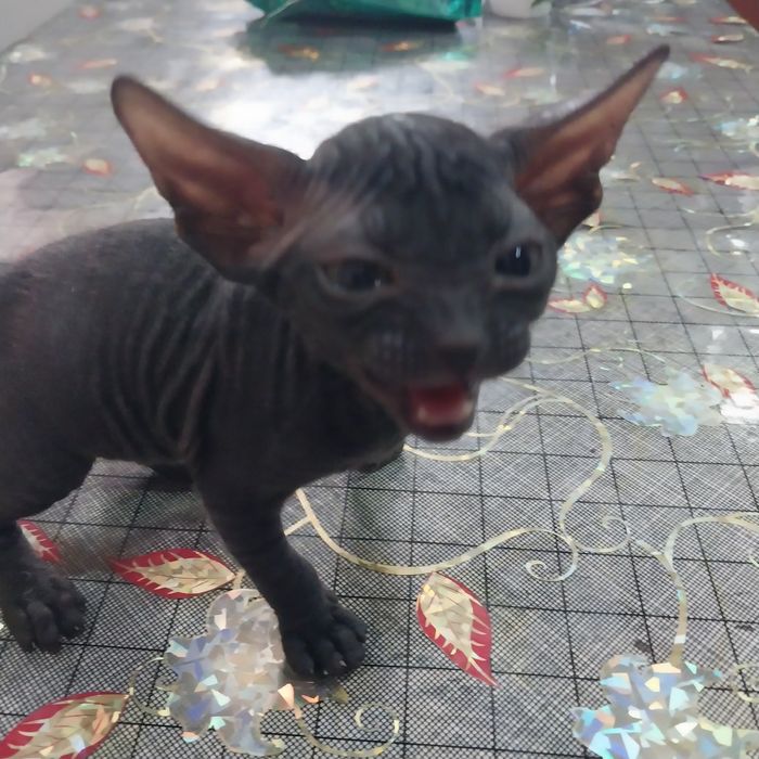 Сфинкс донской девочка