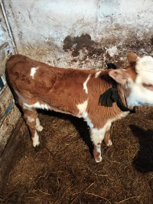 Продам теленка бычок