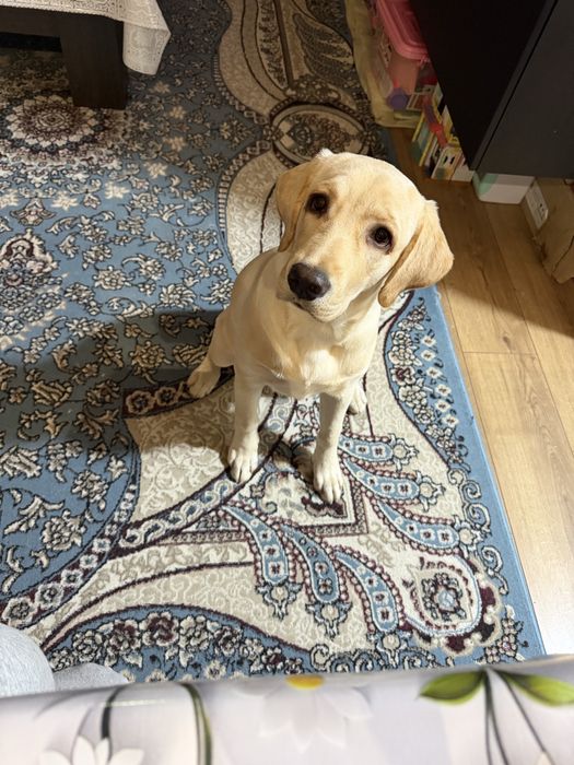 Продается лабрадор ретривер