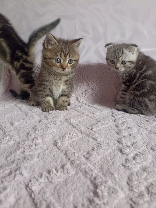 Породистые котята
