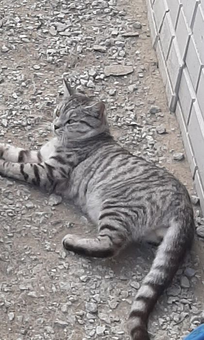 Отдам даром котика