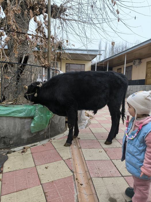 Букалар сотилади.
