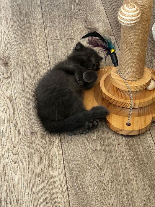 Отдам котенка в добрые руки