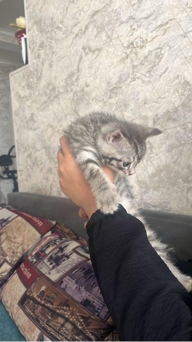 котенок в добрые руки