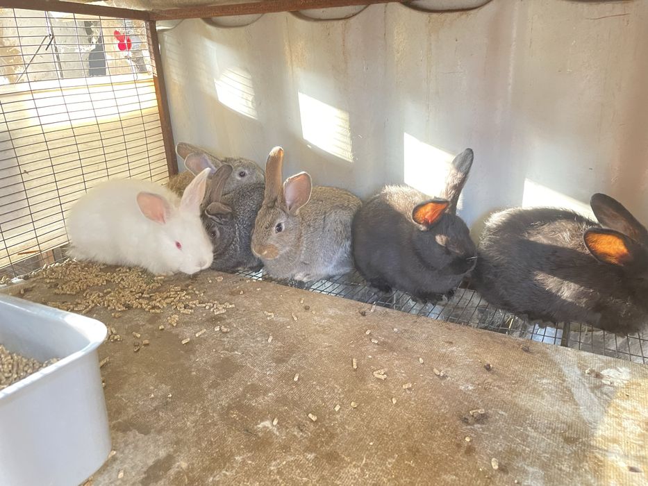 Крольчата. Кожектер