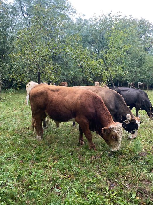 Vand taurași  Au vastra intre 6 luni si 1 an