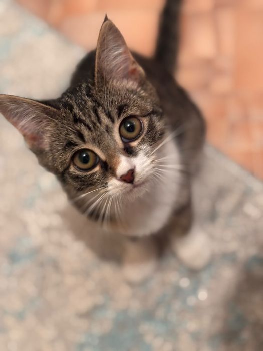 Отдам котенка девочку